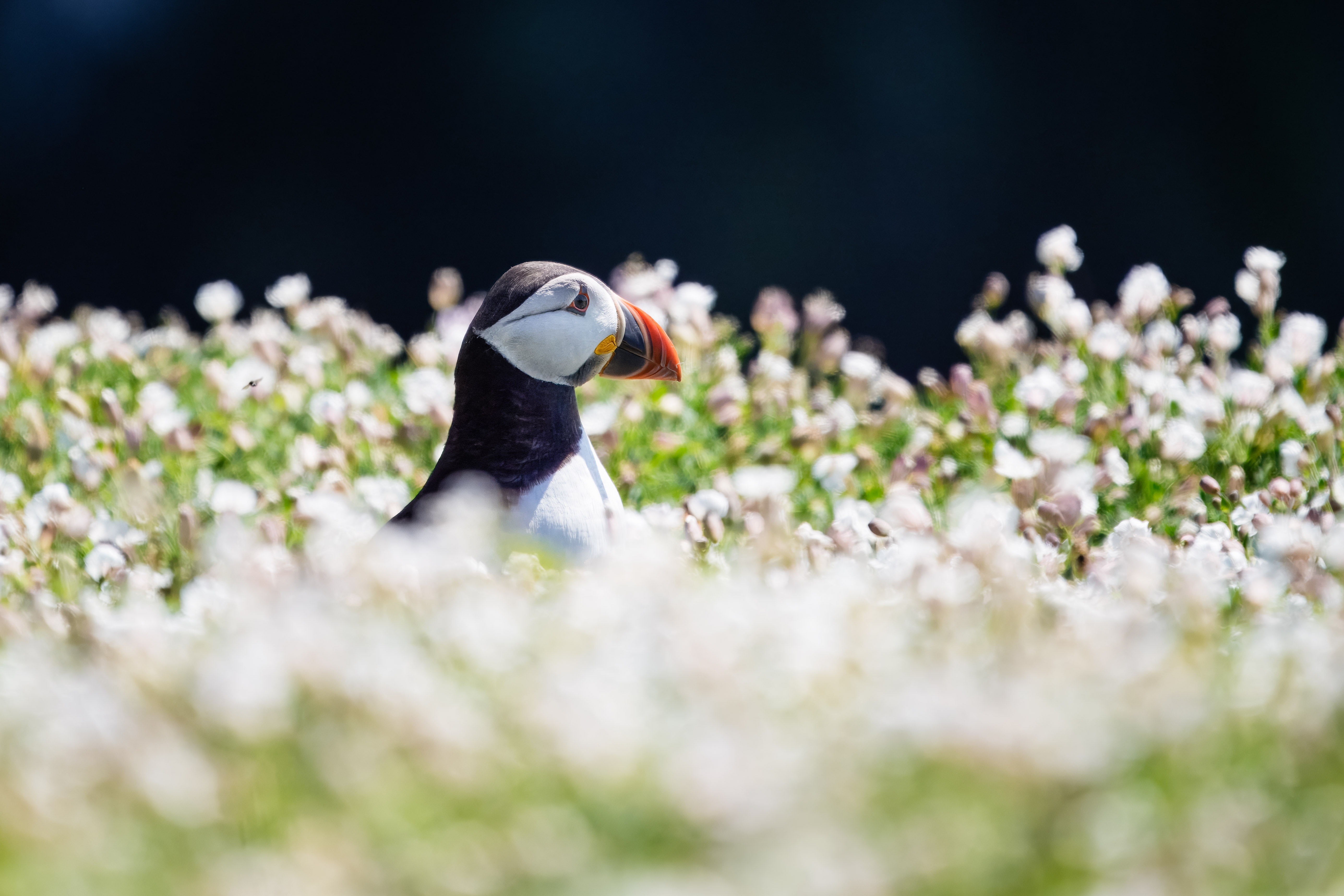 Wildlife in Pembrokeshire